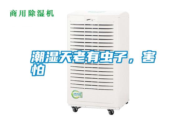 潮濕天老有蟲子,害怕