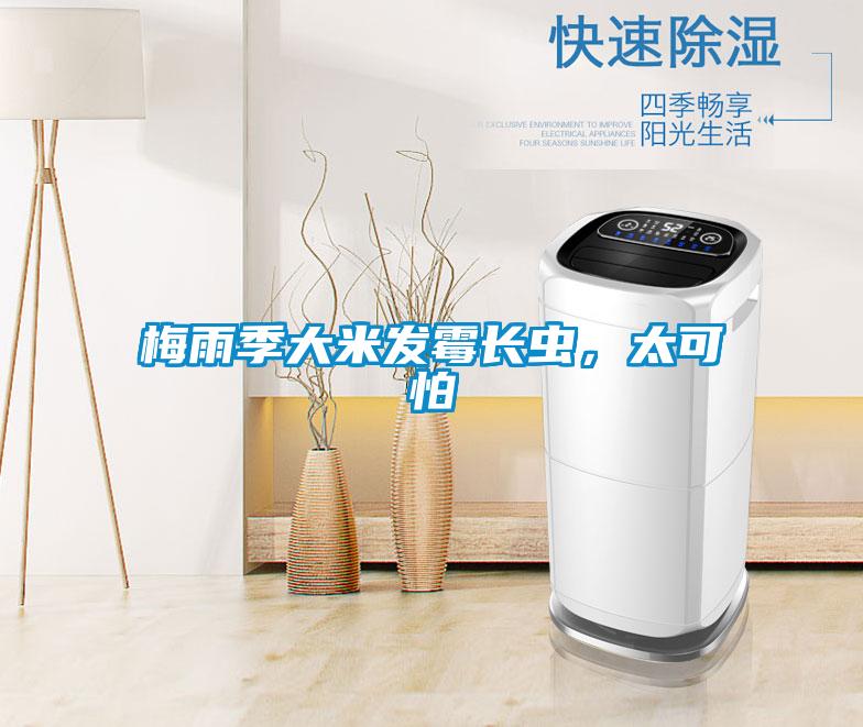 梅雨季大米發霉長蟲,太可怕