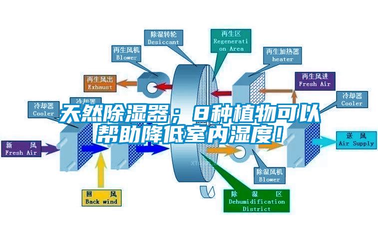 天然除濕器；8種植物可以幫助降低室內濕度！
